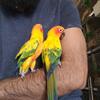 SunConure Tamed Pair