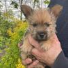 Norwich Terrier Puppy
