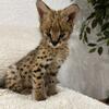 AFRICAN SERVAL KITTEN AVAILABLE NOT A F1 SAVANNAH 