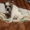 Brindle and white Frenchtons price reduced