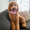 5 year Adult AKC Poodle for Adoption