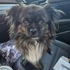 Pomeranian/ shihtzu mix female puppies