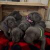 Cane corso puppies 