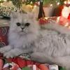Silver-Shaded Persian Male Kittens, Dearheart Lineage