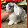 Holland lops Rabbits