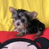 Micro teacup Yorkie girl