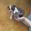 Boston terrier pup