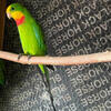 Pair of Barraband Parakeet 