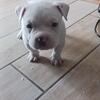 Pocket american bully puppies 500