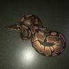 Beautiful Yellow Belly Het Clown Ball Python 