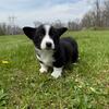 Cardigan Corgi Puppies 