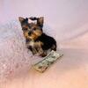 Teacup Yorkies, Maltese, Chihuahuas, Pomeranians, Poodles