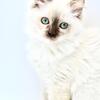 Veterinarian Bred, Health Tested RAGDOLL kittens