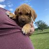 Bloodhound/English Mastiff puppies 