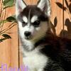 Husky Puppies