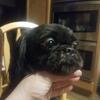 Shihtzu 7 yr old male