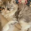 Persian Kitten Available!! 