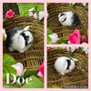 Holland lop bunnies 