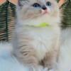 Registered Male Ragdoll Kitten