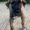 AKC Irish Wolfhound Puppies 