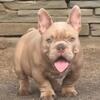 Exotic bully pup 