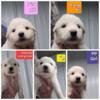 AKC Great Pyrenees puppies 