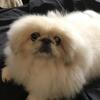 Pekingese akc full reg ch lines 14 weeks old 