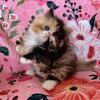 RESERVED! Calico Beauty!