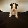 Morkie Poo puppies- available for Christmas taking deposits
