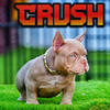 American bully nano micro
