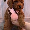 AKC Registered Miniature Poodle Female