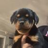 Akc reg German Rottweiler puppy female