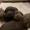 AKC Lab Puppies 