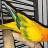 Friendly male Sun Conure needing home due to eviction - w/ cage, food, toys, and supplies included 