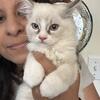 Purebred stunning male mink linx point Ragdoll kitten 15 weeks 