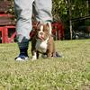 American Bully (Micro)