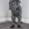 AKC Cane Corso's
