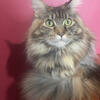 Maine Coon Cat