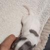 White with Merle Markings Chihuahua Puppies