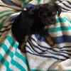Yorkie pups male/female