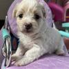 Maltese Shihtzu Puppy