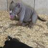 American Bully Micro/Nano