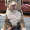 XL American Bully Puppies
