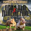Bully Puppies Available