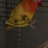 Lovebirds available 