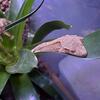 Crested Gecko