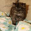 CFA Persian Kittens Black Smoke Female