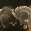 Puppies for sale 