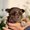 Akc - French Bulldog Puppy - Cocoa & Tan Male Carries Fluffy