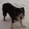 Rehoming Male Red-Tri Australian Shepherd 